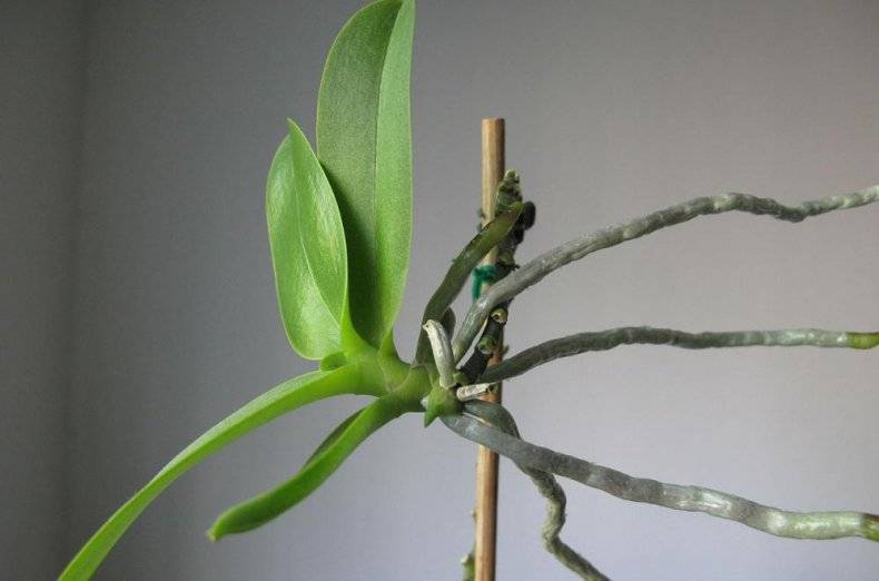 По каким причинам у деток орхидеи могут отсутствовать корни и как их нарастить?