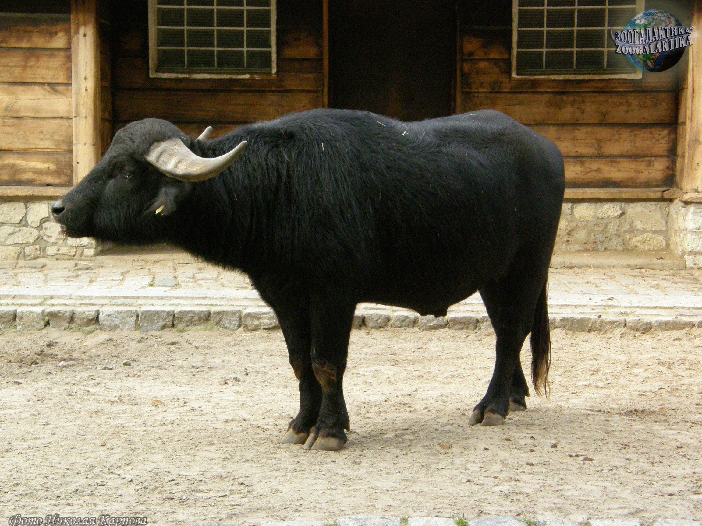 Азиатский водяной буйвол