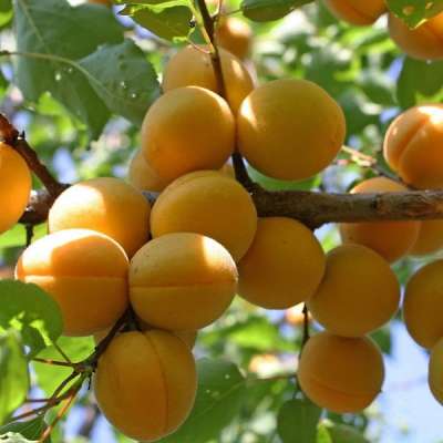 Описание и характеристики сорта абрикоса фаворит, история и особенности выращивания
