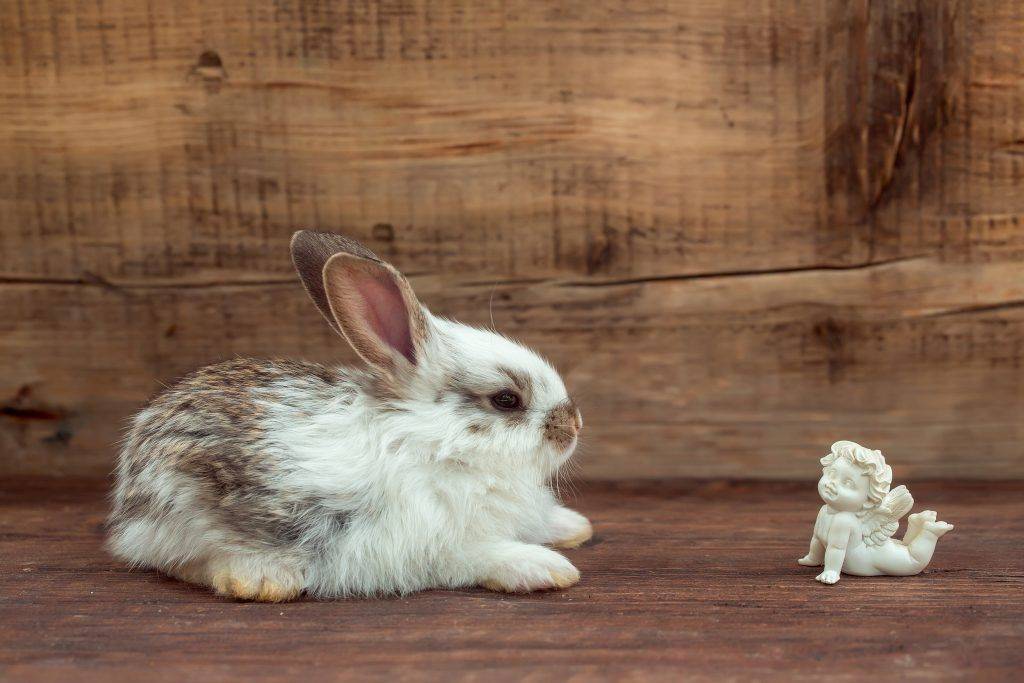 К чему снятся зайцы и кролики