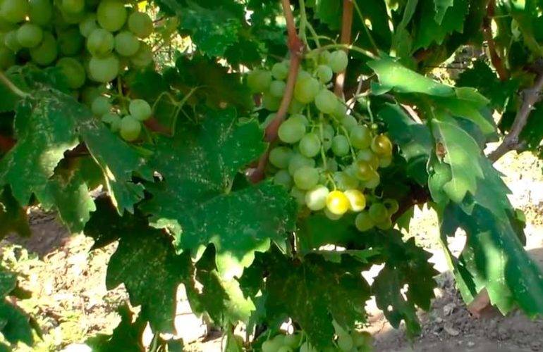 Сорт винограда Антоний Великий