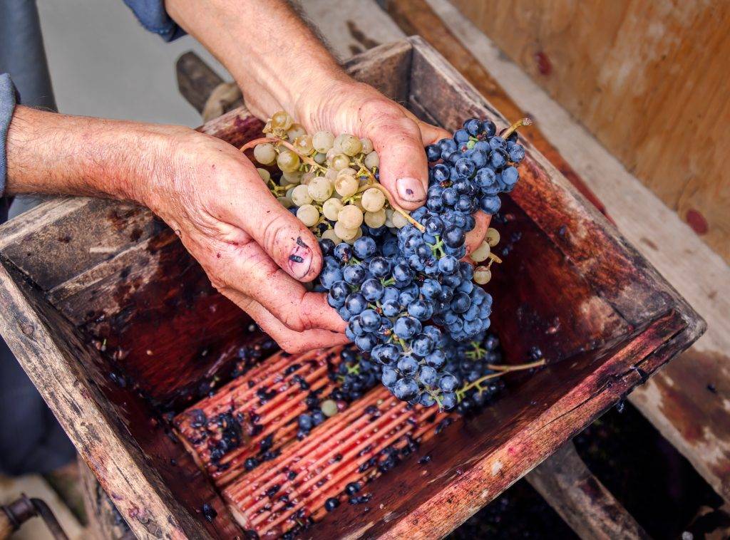Как сделать давилку для винограда своими руками - умный дачник
