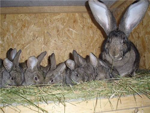 Принцип размножения кроликов