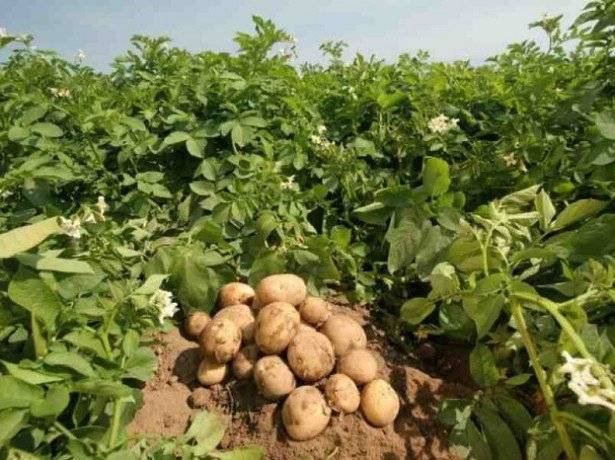 Посадка картофеля семенами на рассаду: технология выращивания и ухода в домашних условиях