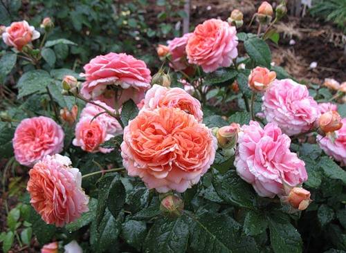 Полуплетистая роза чиппендейл: очарование и нежность в ярко-оранжевых тонах