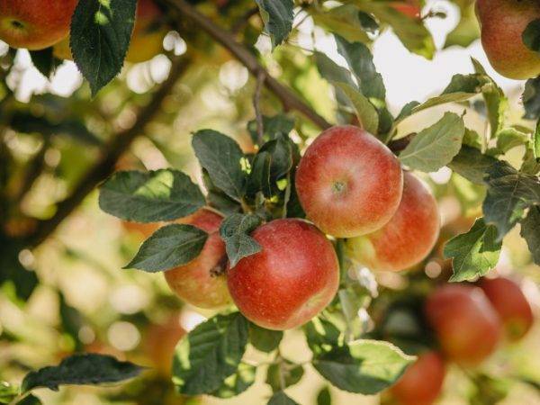 Яблоня башкирская красавица: описание сорта, фото, отзывы