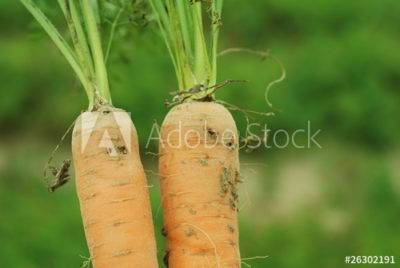 Нужно ли обрезать ботву моркови и когда ее убирать с грядки?