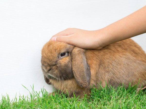 Плюсы и минусы искусственного осеменения кроликов и как правильно проводить