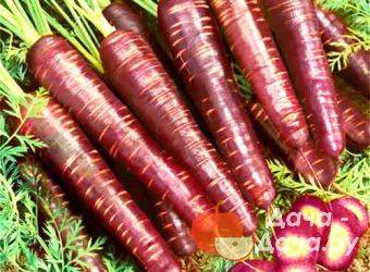 Фиолетовая морковь: описание сорта с фото, отзывы