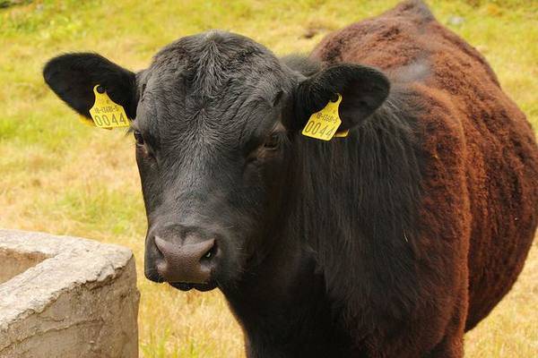 Что представляет собой эндометрит у коров