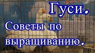 Сколько дней сидит гусыня на яйцах: время высиживания, сколько яиц кладут