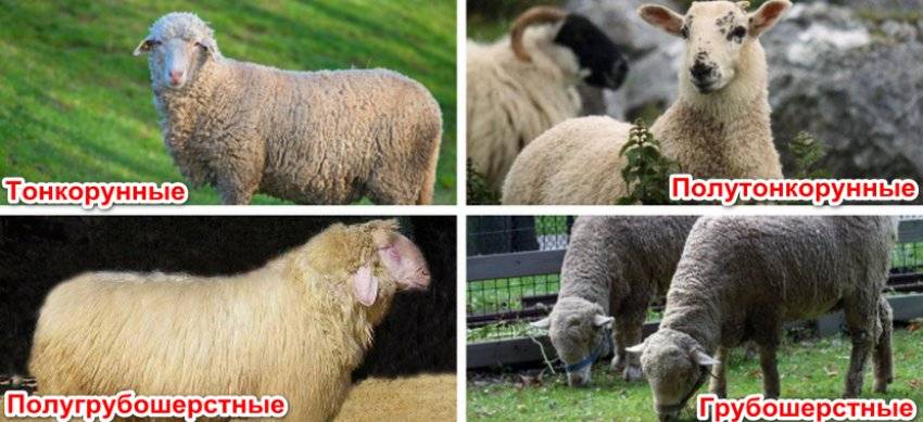 Как содержать овец - овцеводство - животноводство - собственник