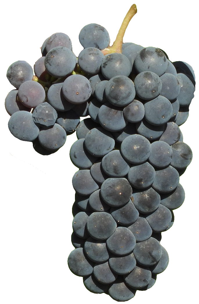 Виноград изабелла: описание сорта, фото, посадка и уход, отзывы