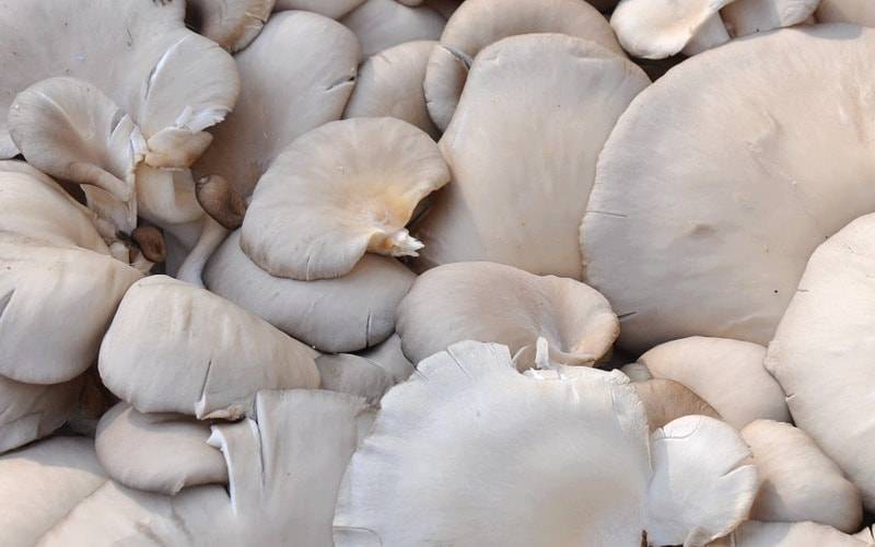 Нужно ли отваривать грибы маслята перед жаркой, сколько времени варить грибы и нужно ли их чистить