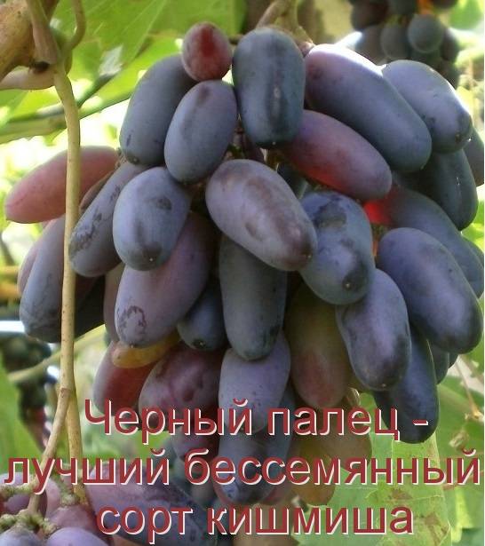Сорта белого винограда