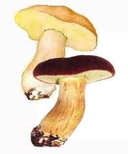 Обабки грибы виды