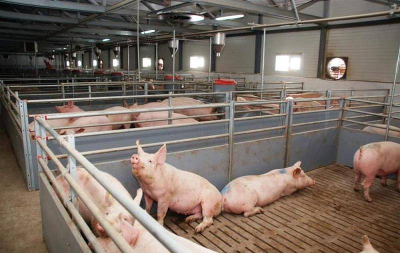 Искусственное осеменение свиней: виды искусственного оплодотворения и особенности проведения