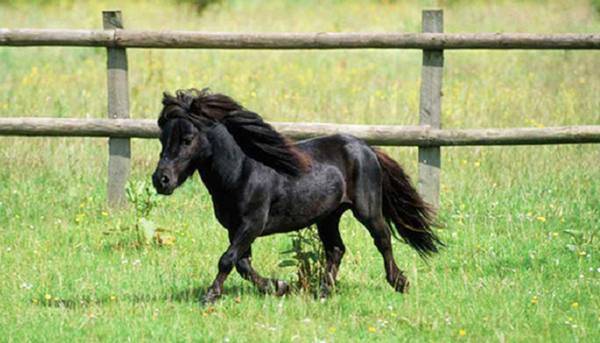 Мини-лошадь – необычная карликовая порода 2021