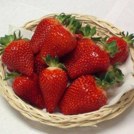 Клубника «азия» — крупный сорт ягод из италии