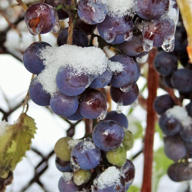 Морозостойкий высокоурожайный гибрид винограда «аметистовый»