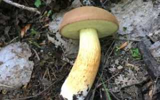 Каштановый гриб - съедобные грибы | описание, фото и видео