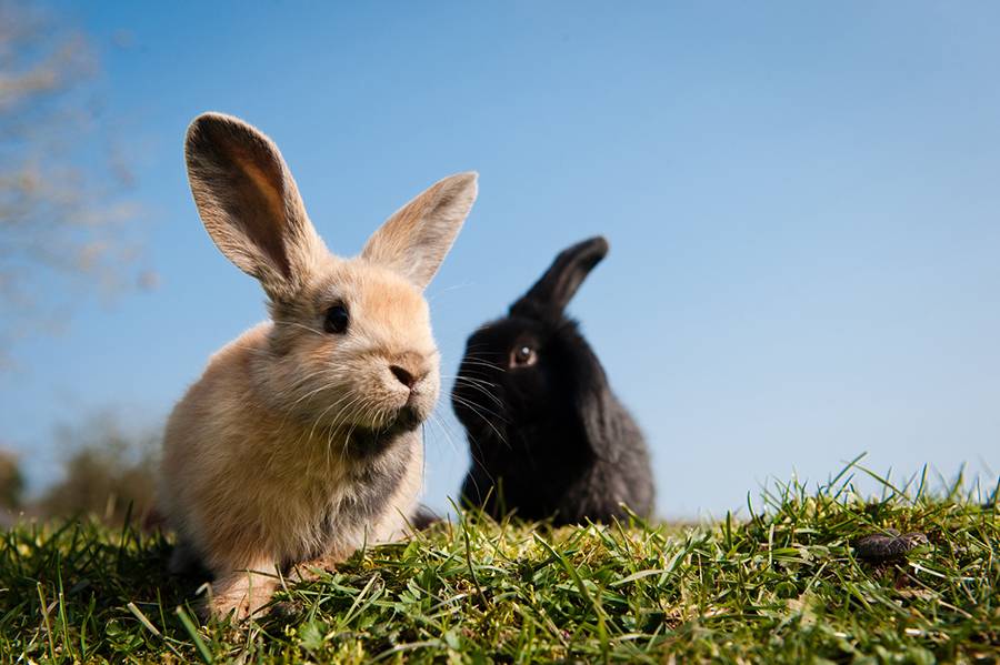 Сколько лет живут кролики в домашних условиях и дикой природе