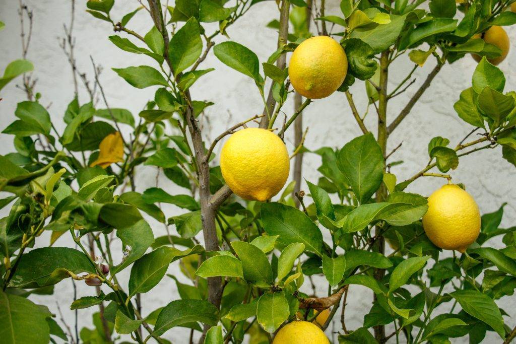 Почему у комнатного лимона. Лимонный лист. Листья лимонного дерева. Узбекский лимон. Лимон домашний.