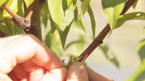 Правильная прививка и перепрививка плодовых деревьев весной: видео, как прививать фруктовые деревья