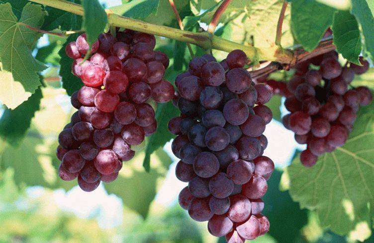 Чем подкормить виноград весной для хорошего урожая по листу
чем подкормить виноград весной для хорошего урожая по листу