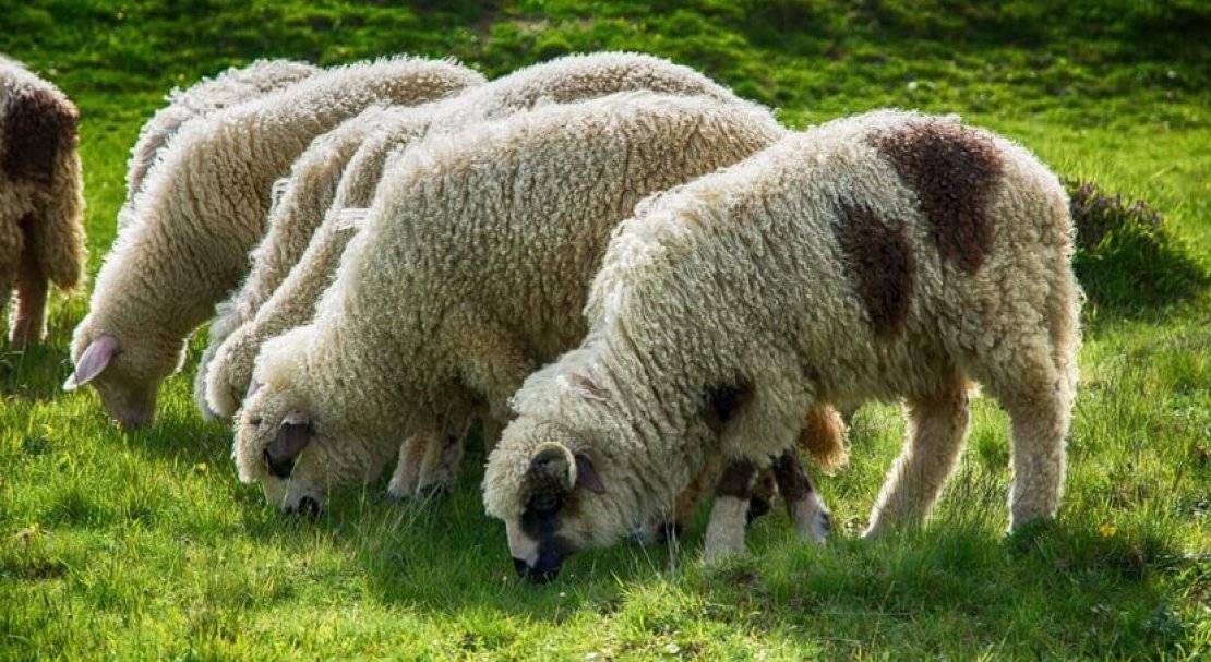 Романовская порода овец: содержание и разведение