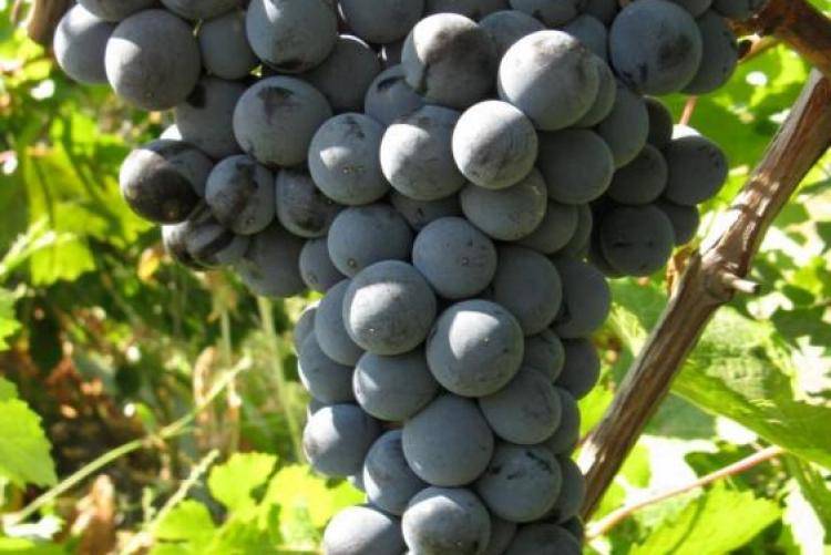 Виноград цимлянский черный: что нужно знать о нем, описание сорта, отзывы