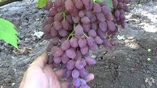 Виноград запорожский кишмиш: характеристика и описание сорта