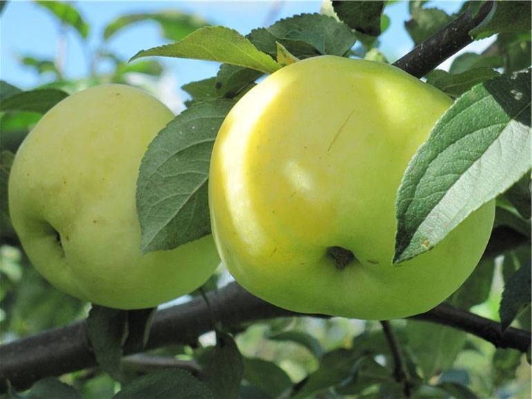 Описание сорта яблони мартовское