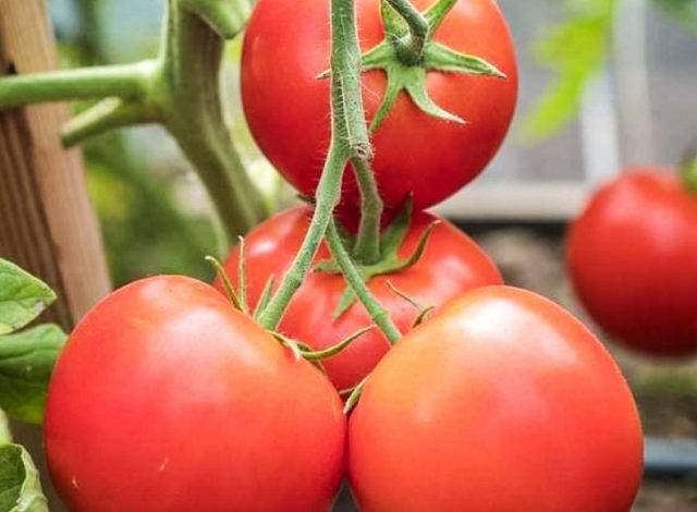 Жонглер: описание сорта томата, характеристики помидоров, посев