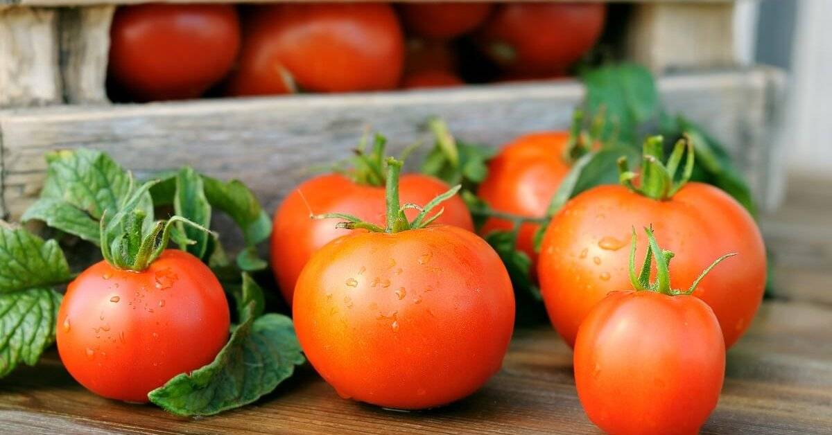 Как хранить помидоры в домашних условиях в квартире