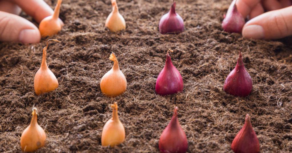 Как подготовить лук севок к посадке в открытый грунт весной: правила обработки