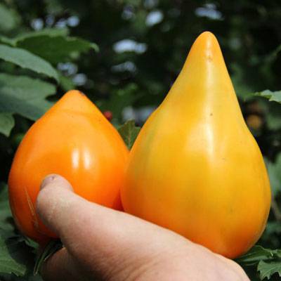 Рекордсмен по содержанию полезных веществ — томат «оранжевое сердце»