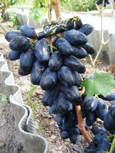 Виноград велика описание особенностей сорта, агротехника выращивания, отзывы и фото