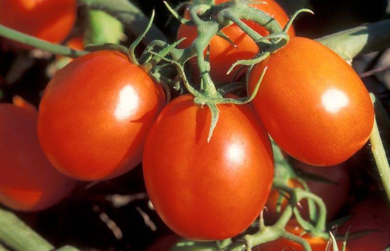 Томат сибирское чудо: характеристика и описание сорта, урожайность с фото