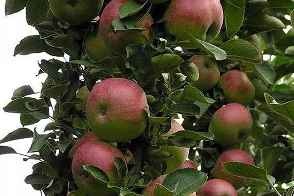 Колоновидные яблони: фото, видео, описание, сорта для средней полосы