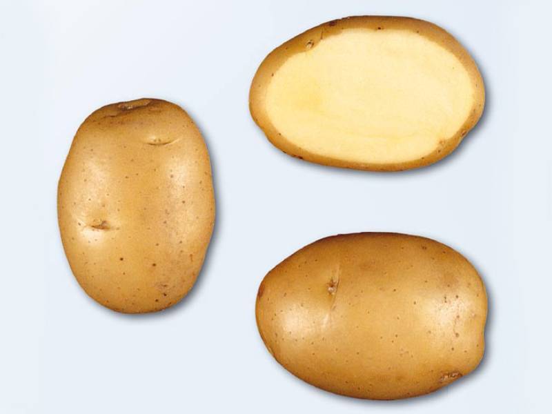 Сорт картофеля гала: характеристика и правила выращивания, плюсы и минусы сорта