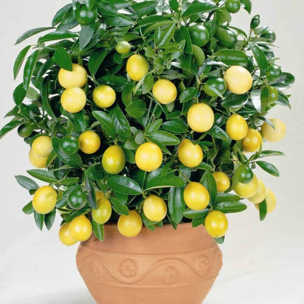 Уход за домашним лимоном зимой: как часто увлажнять, поливать и другие нюансы selo.guru — интернет портал о сельском хозяйстве