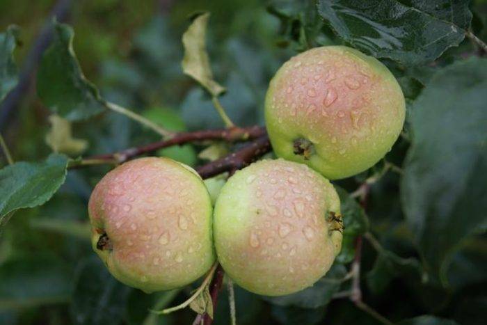 Фото сортов карликовых яблонь, особенности формирования кроны видео