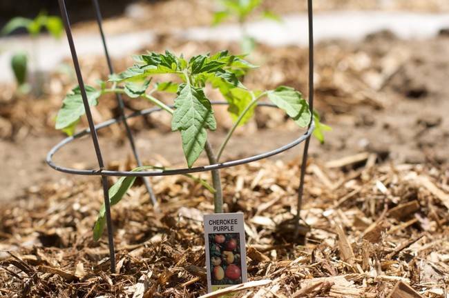 3 способа выращивания помидор: в ведрах, по методу кизимы и под укрывным материалом