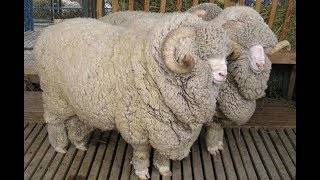 Сколько весит баран? средний вес живой взрослой овцы, масса ягненка при рождении, максимальный вес чистого мяса после разделки туши