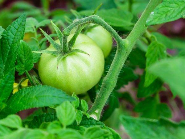 Чем вам могут запомниться помидоры сорта «шедевр» и как получить достойный урожай