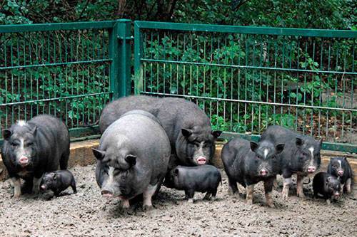 Вьетнамские вислобрюхие свиньи - отзывы владельцев