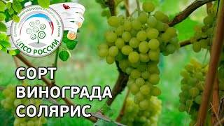 Виноград солярис:описание сорта и характеристика, посадка и уход