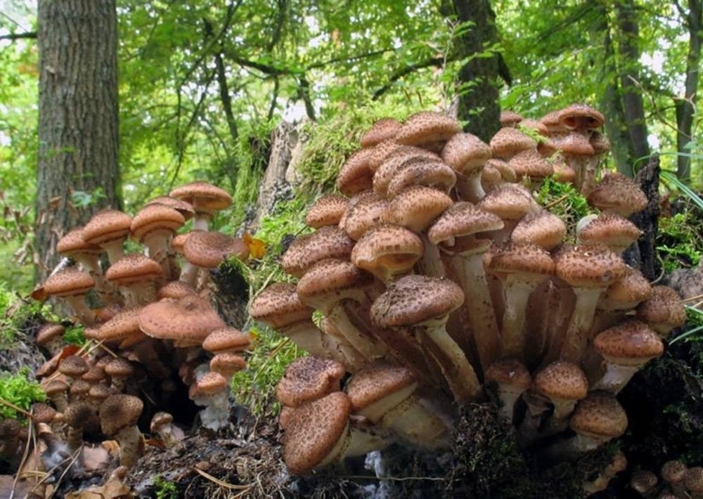 ᐉ гриб который растет на дереве как называется - godacha.ru