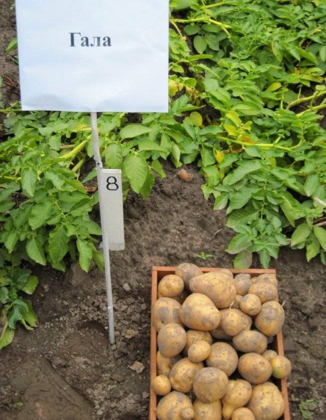 Картофель «гала»: описание сорта, особенности выращивания, его характеристики, фото